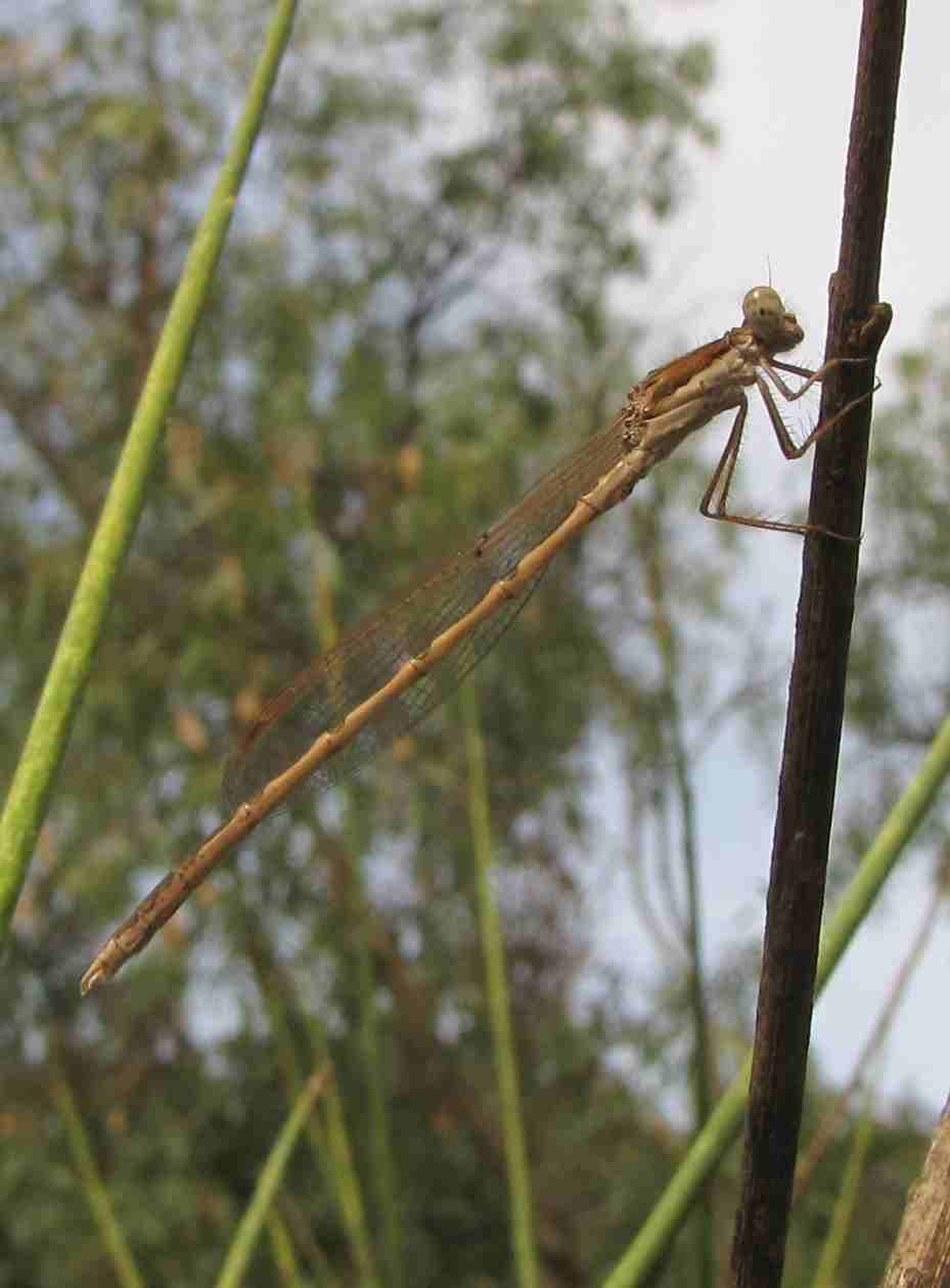 libellula insugheratensis